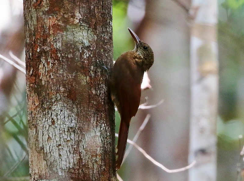 arapacu-barrado da amazonia (1)