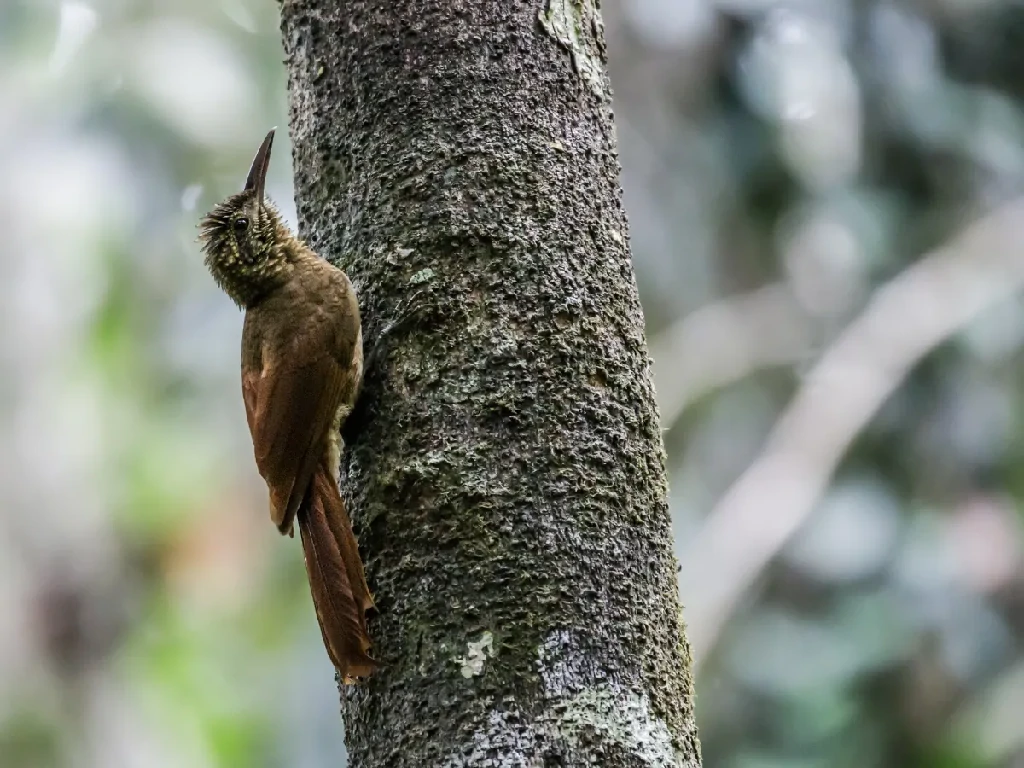 arapacu-barrado da amazonia 