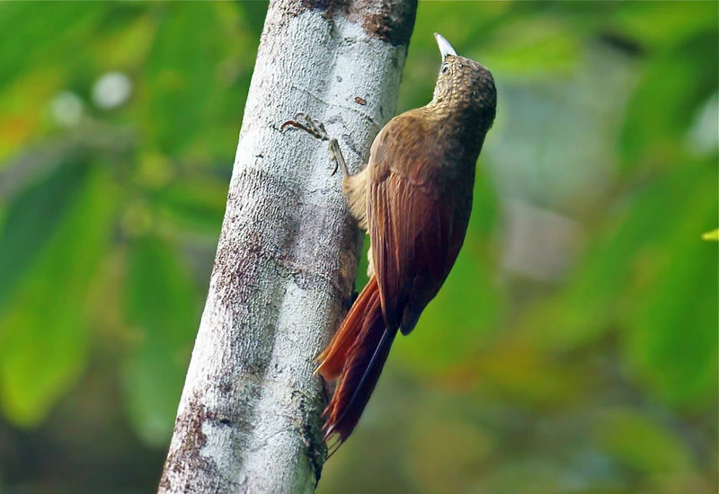 arapacu-barrado da amazonia (4)