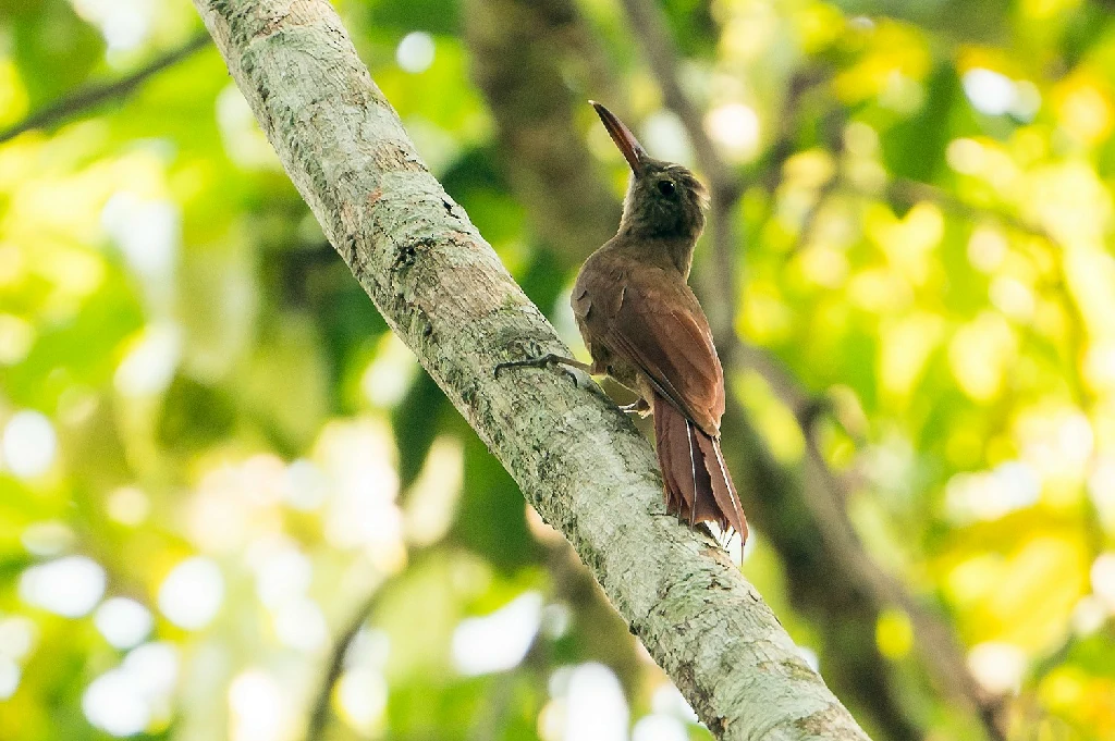 arapacu-barrado da amazonia