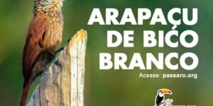 arapaçu de bico branco