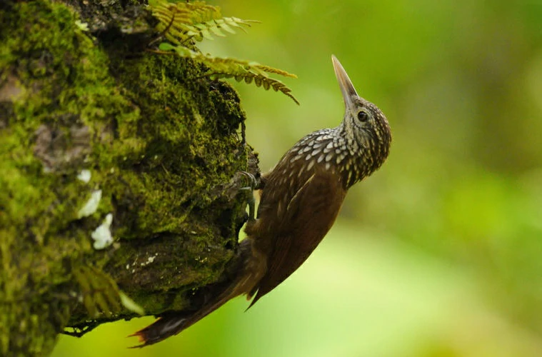 arapacu-de-bico-branco