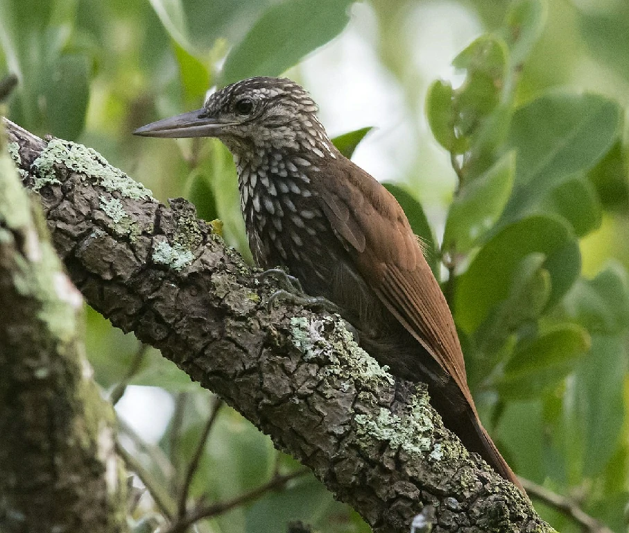 arapacu-de-bico-branco