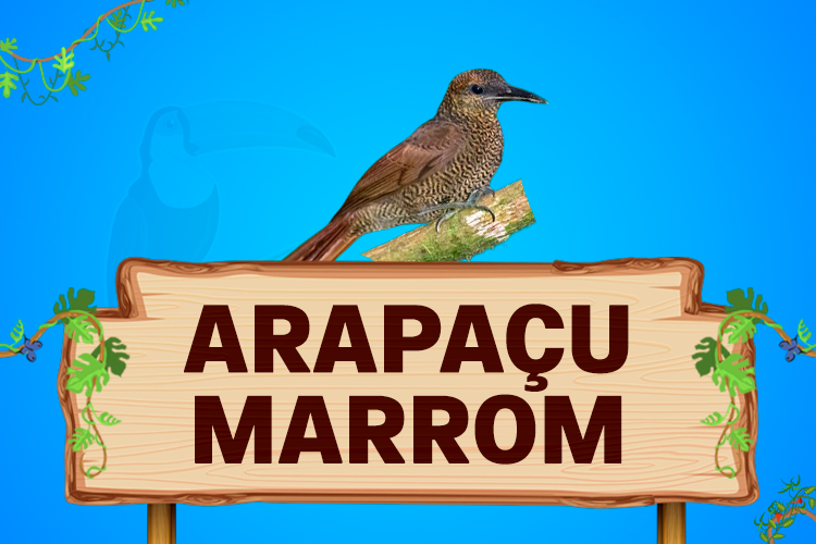 arapaçu marrom