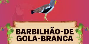 barbilhão de gola branca