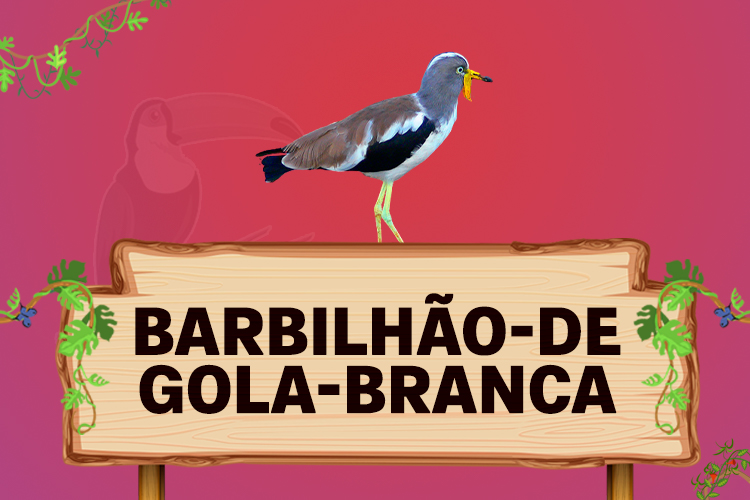 barbilhão de gola branca