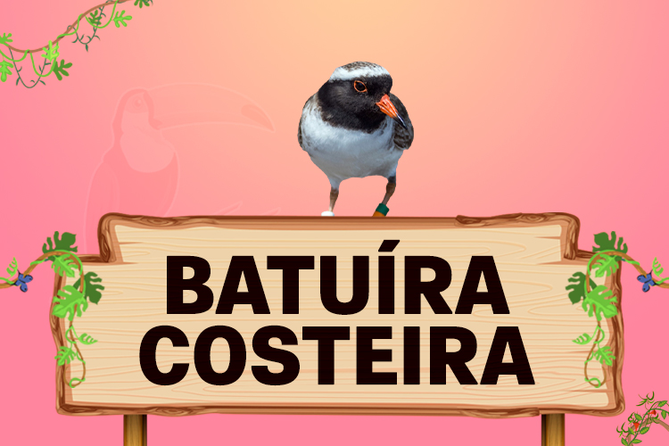 batuíra costeira