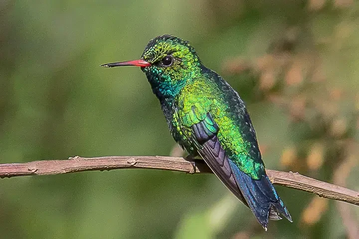 besourinho de bico vermelho