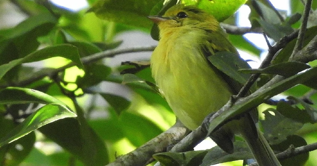 bico-chato-amarelo