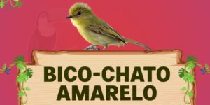 bico chato amarelo