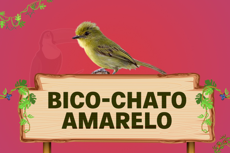 bico chato amarelo