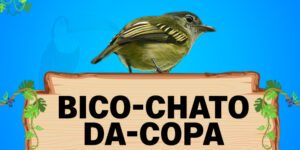 bico chato da copa