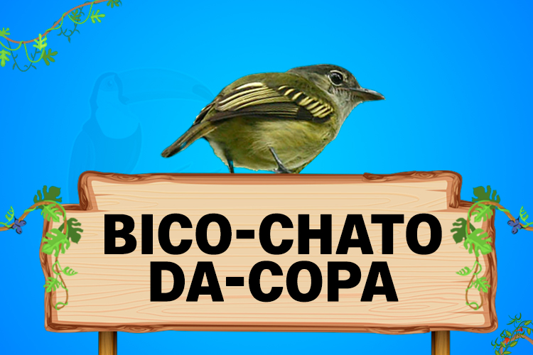 bico chato da copa