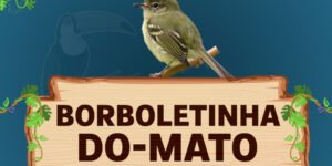 borboletinha do mato