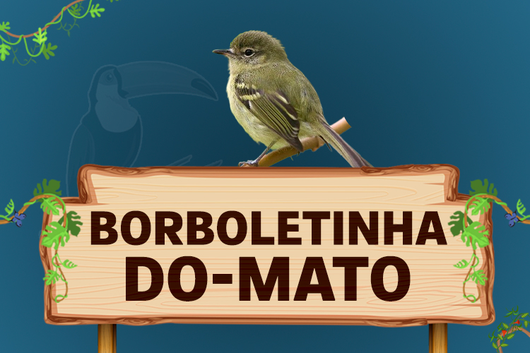 borboletinha do mato