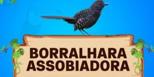 borralhara assobioadora