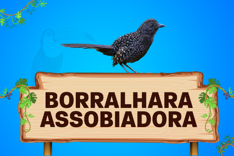 borralhara assobioadora