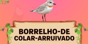 borrelho de colar arruivado