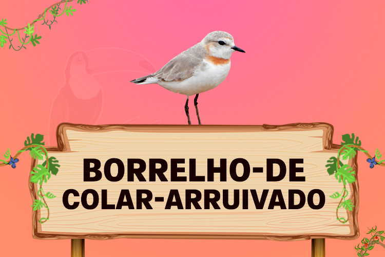 borrelho de colar arruivado