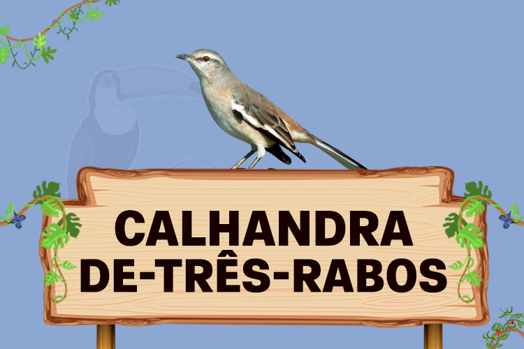 calhandra de tres rabos