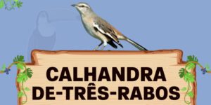 calhandra de tres rabos