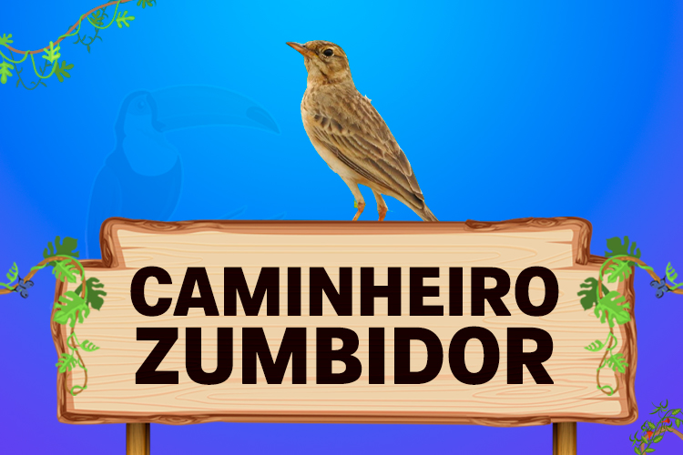 caminhoneiro zumbidor