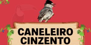 caneleiro cinzento