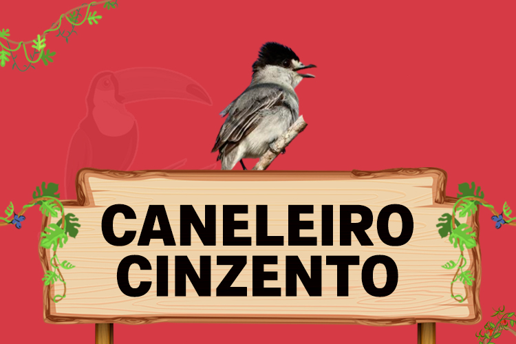 caneleiro cinzento