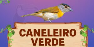 caneleiro verde