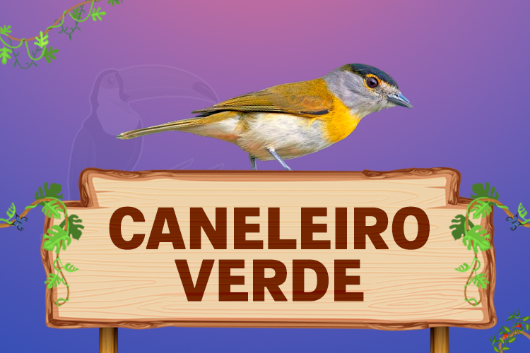 caneleiro verde