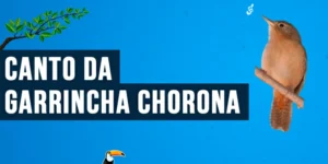 canto da garrincha chorona