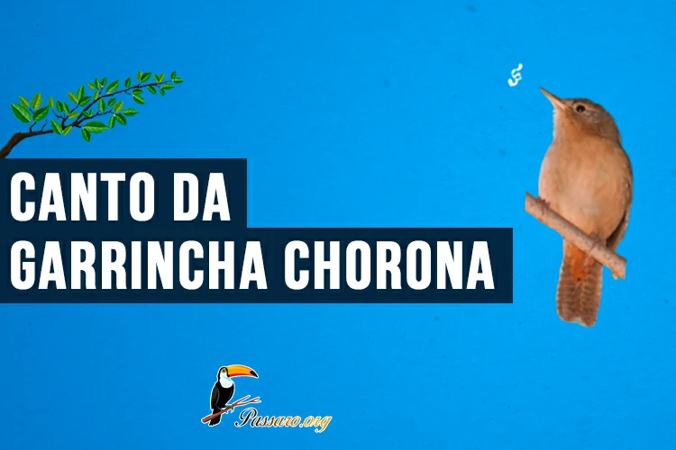 canto da garrincha chorona