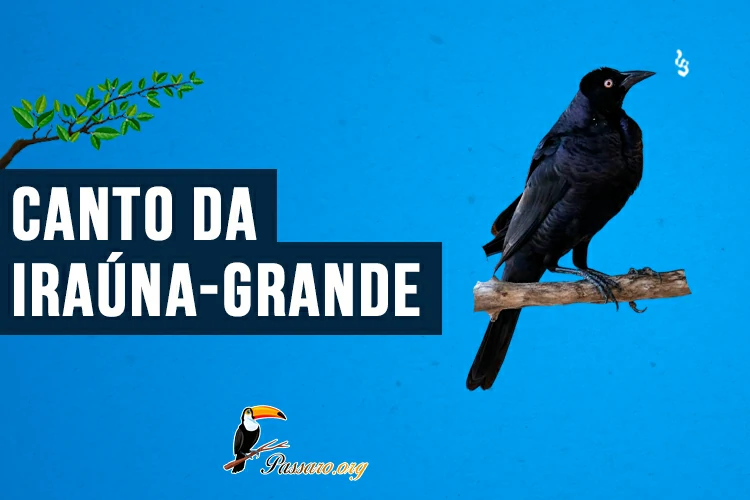 canto da iruna-grande