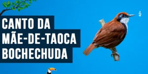 canto da mae-de-taoca-bochechuda