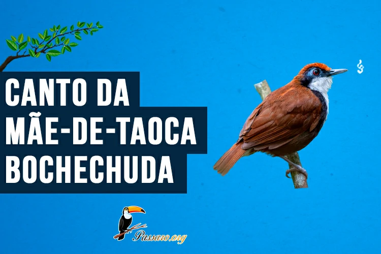 canto da mae-de-taoca-bochechuda