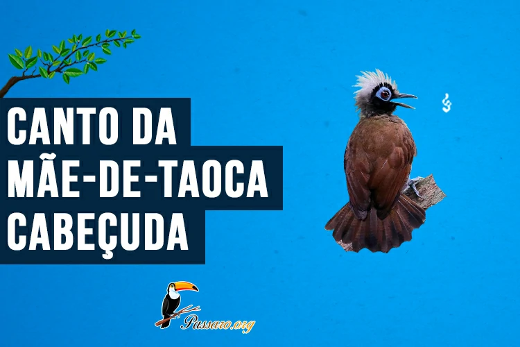 canto da mae-de-taoca-cabecuda