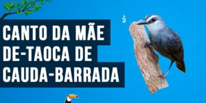 canto da mae-de-taoca-de-cauda-barrada