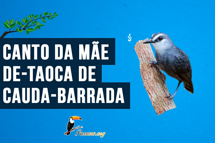 canto da mae-de-taoca-de-cauda-barrada