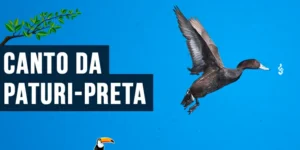 canto da paturi-preta