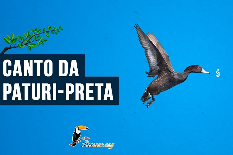 canto da paturi-preta