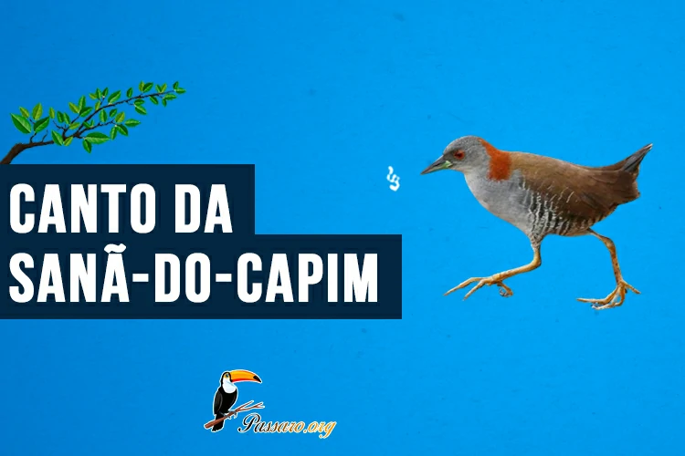 canto da sana-do-capim