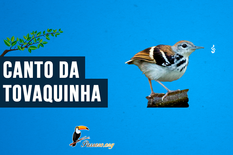 canto da tovaquinha