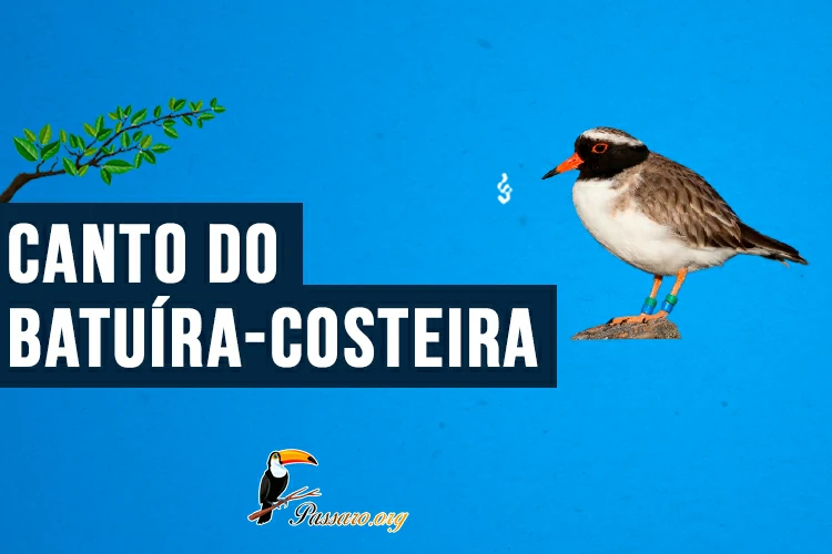 canto do batuíra-costeira