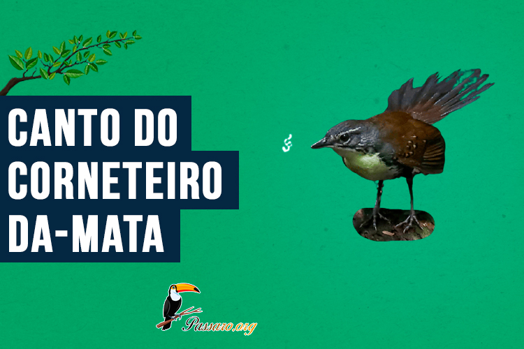 canto do Corneteiro-da-mata