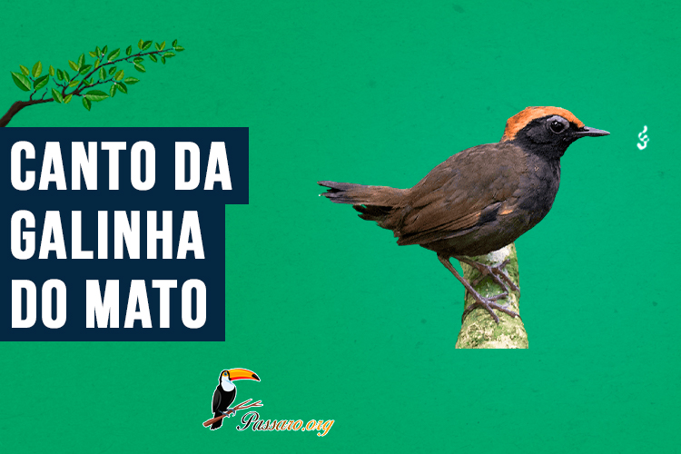 canto do Galinha-do-mato