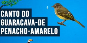 canto do Guaracava-de-penacho-amarelo