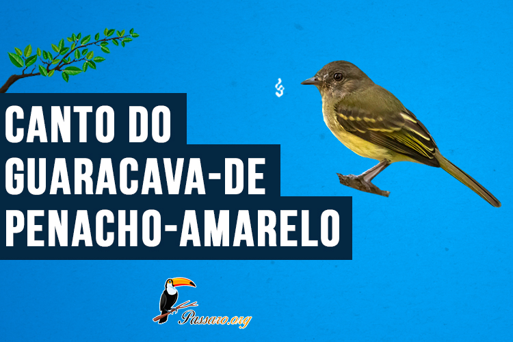 canto do Guaracava-de-penacho-amarelo