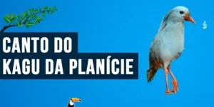 canto do kagu da planície