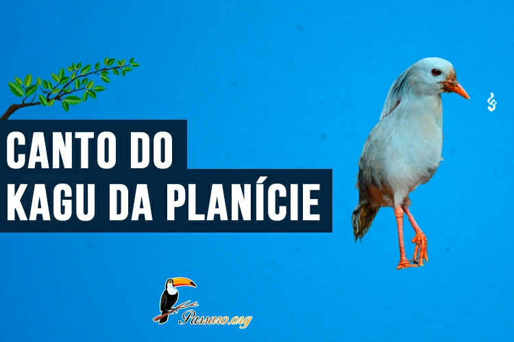 canto do kagu da planície