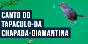 canto do Tapaculo-da-chapada-diamantina